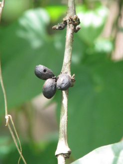 03 Fruit Du Cafeier Sec